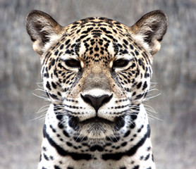 Fototapeta na wymiar leopard staring at the camera.
