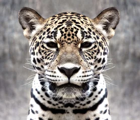 Fotobehang leopard staring at the camera. © meepoohyaphoto