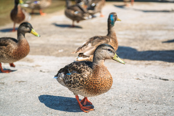 nice closeup view of a beautiful duck walking on the road with friends
