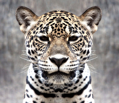 leopard staring at the camera.