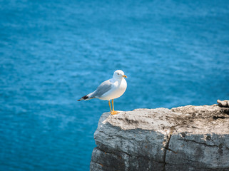nice beautiful view of lonely seagull sitting on the edge of cliff above Cyprus lake water at Bruce peninsula, Ontario