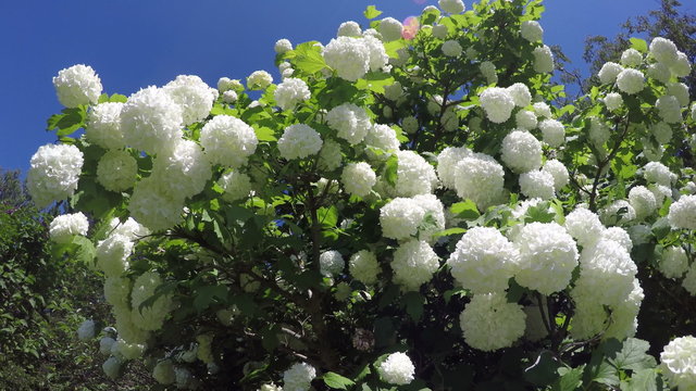 beautiful white viburnum snowball tree blossoms in spring wind. 4K