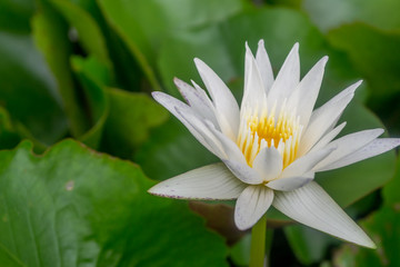 Pink Lotus flower or waterlily in pond at garden