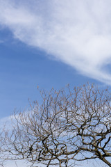 Dry tree branches blue sky background