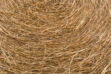 background and texture of dry straw