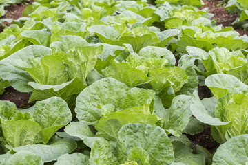 Close up green Chinese cabbage. Tak province ,Thailand.