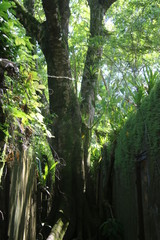 Guyane - Îles du Salut - Août 2015