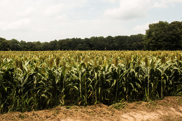 Grain sorghum in a field with clouds and a forest background. 