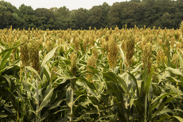 A close-up view of a field of grain sorghum with a background of clouds and forest.  