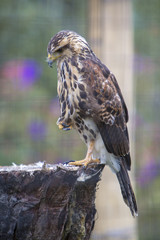 American Kestrel at a bird sanctuary near Otavalo, Ecuador
