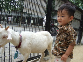 幼児　山羊　動物園
