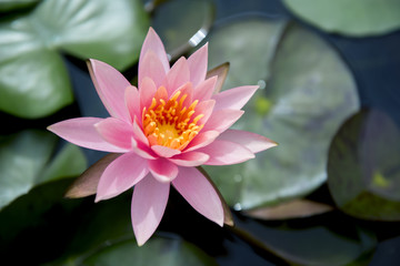 Close up beautiful pink waterlily or lotus flower in pond. - 88518333
