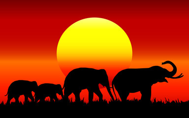 Silhouette of elephant with sunset
