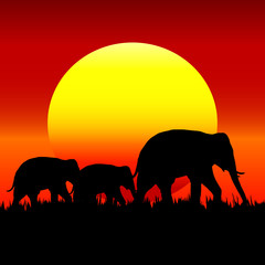 Fototapeta na wymiar Silhouette of elephant with sunset