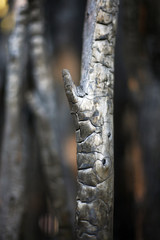 Burnt Tree