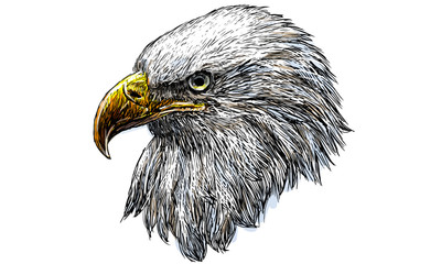 Eagle head draw and paint illustration vector.