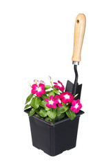 flowers pot with garden tool isolated on white background