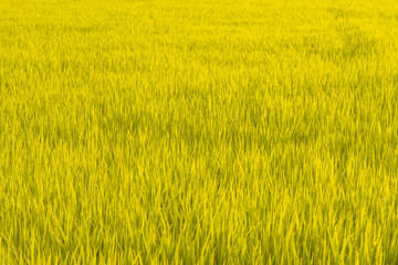 Rice field with sunset light