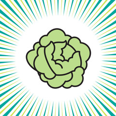 Vegetable cabbage and lettuce ,vector icon