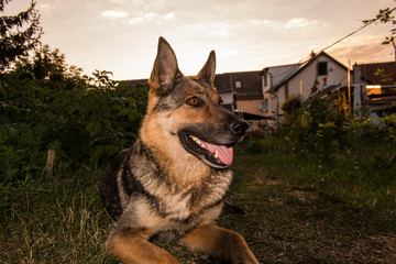 Deutscher Schäferhund
