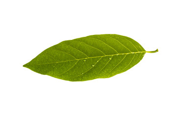 Fototapeta na wymiar Custard Apple leaf isolated