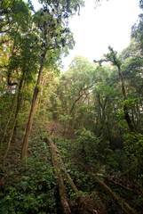 Rainforest Intanon National Park