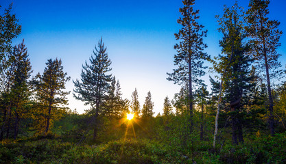 The tundra in the summer.Beautiful Northern nature in summer Sunny day