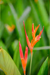 Bird of paradise
