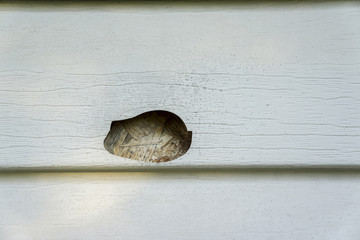 Hail & Mold Damage On Vinyl Siding Of A House