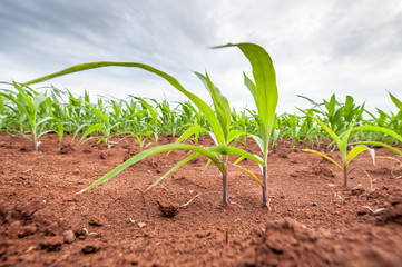 Green sprout growing