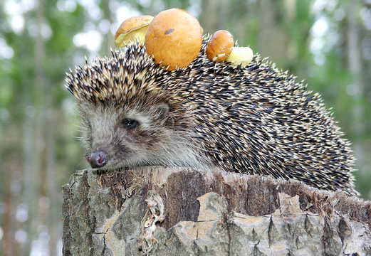 Hedgehog with mushrooms.