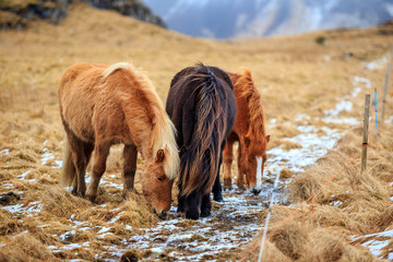  Icelandic horses