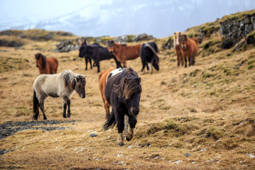  Icelandic horses