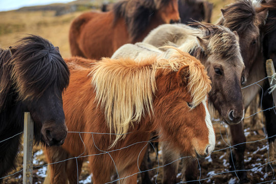  Icelandic horses