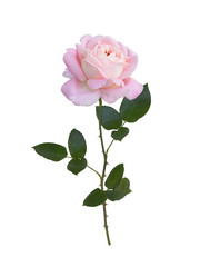 Fototapeta premium pink rose