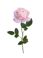 Photo sur Plexiglas Roses rose rose