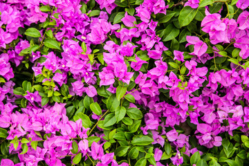 Fototapeta premium Bougainvillea