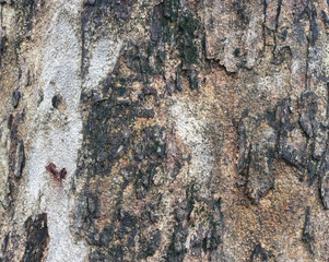 Old Wood Tree Texture Background Pattern