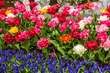 tulip flower garden, Holland