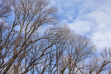 Winter tree