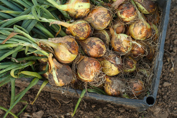Onion