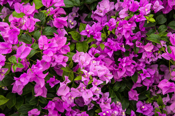Bougainvillea