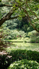 Japanese garden with a lotus pond