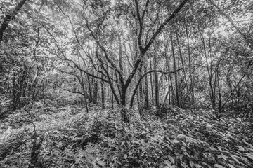Beautiful forest black and white