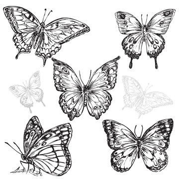 hand drawn butterfly collection