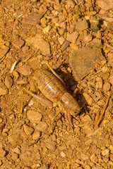 Large Camel Cricket