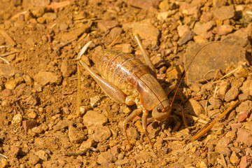 Large Camel Cricket