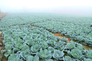 Fresh cabbage in the field and foggy in the air