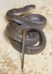 .Cobra coiled concrete dead