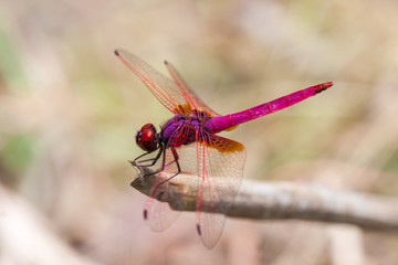 dragonfly